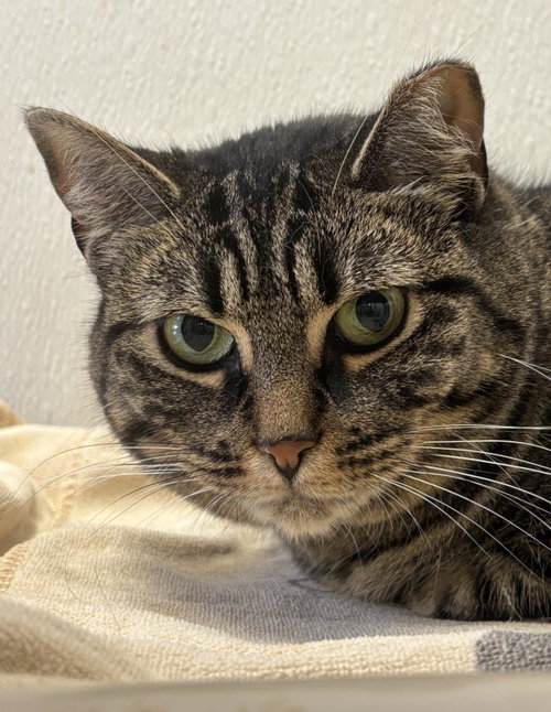 Glimmer, a cat for adoption from Mid Hudson Animal Aid