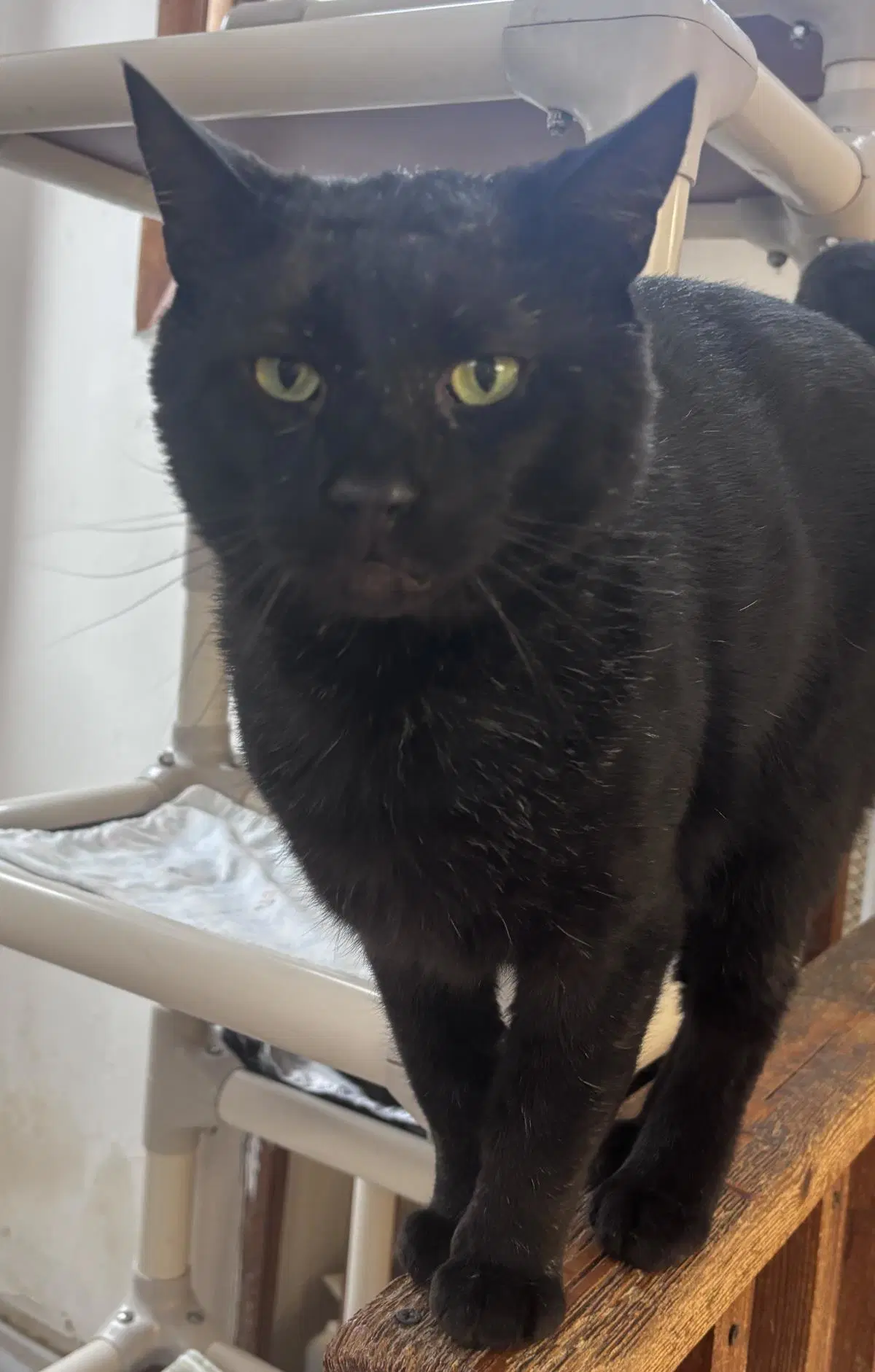 Phinneas - Domestic Short Hair