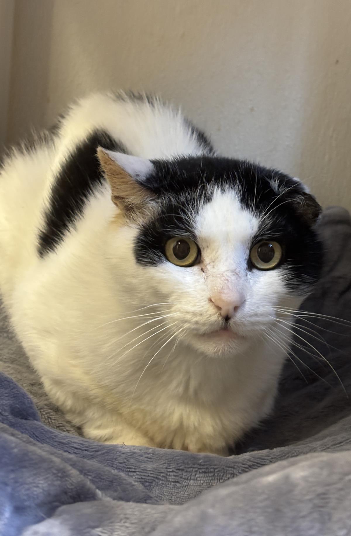 Nickel, cat — photo 1 of 2