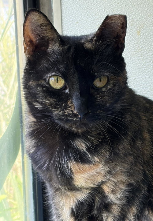 Citronella, a cat for adoption from Mid Hudson Animal Aid