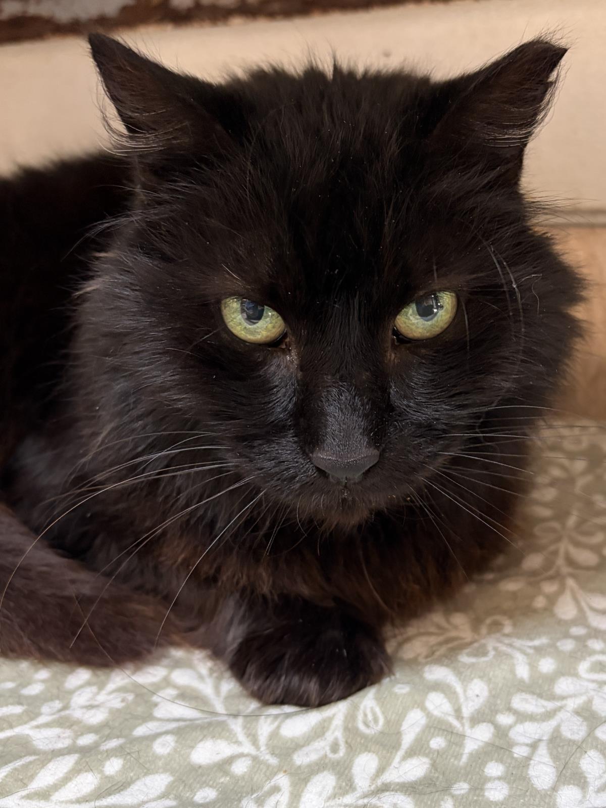 Buddy Boy, cat — photo 1 of 1