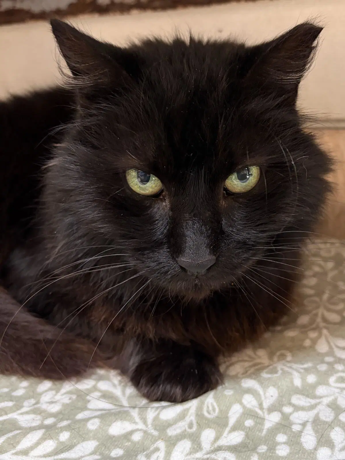 Buddy Boy - Domestic Long Hair