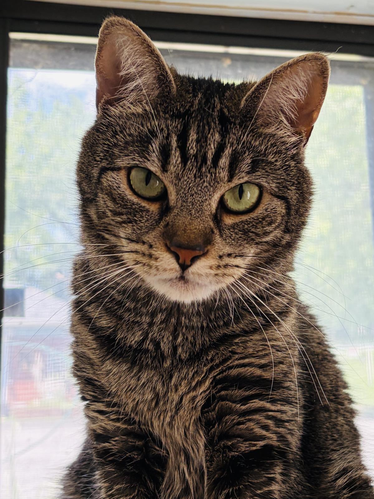 Abby Tabby