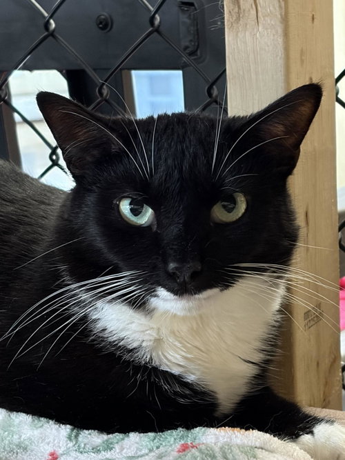 Bronx, a cat for adoption from Mid Hudson Animal Aid