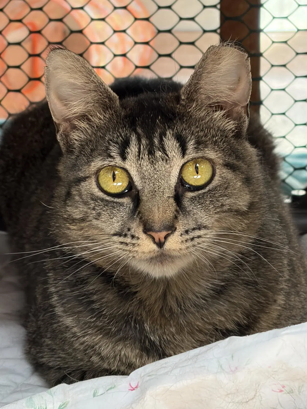 Chalupa - Domestic Short Hair