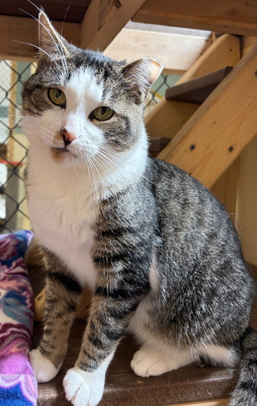 Ponyto, a cat for adoption from Mid Hudson Animal Aid
