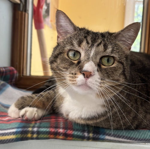 Jodie, a cat for adoption from Mid Hudson Animal Aid