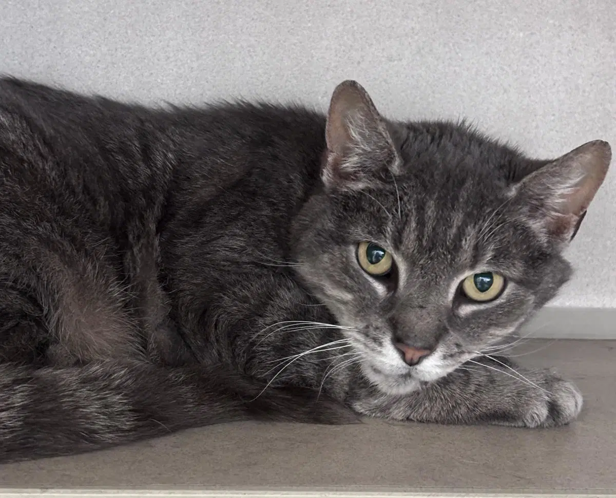Jacque - Domestic Short Hair