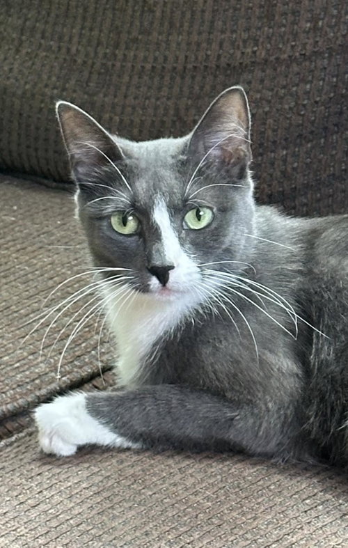 Panera, a cat for adoption from Mid Hudson Animal Aid