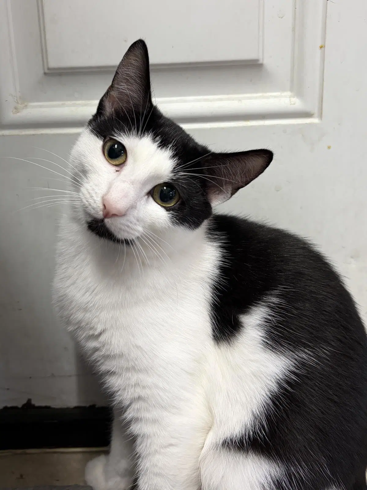 Wendy's - Domestic Short Hair