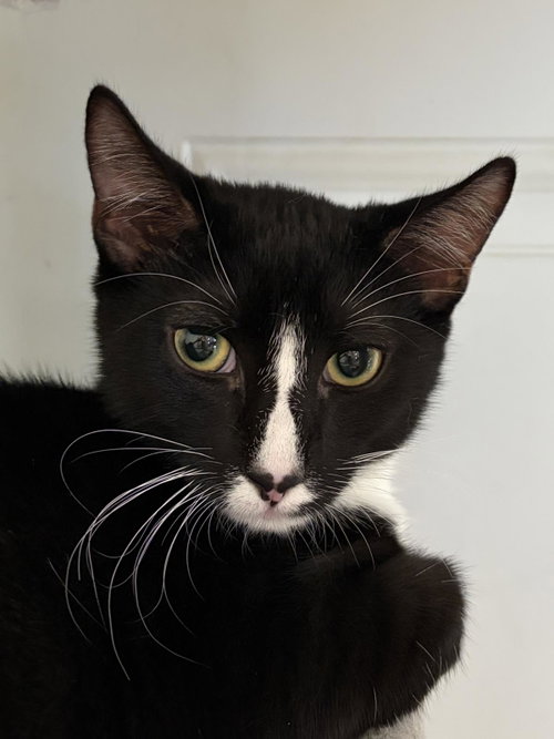Burger King, a cat for adoption from Mid Hudson Animal Aid