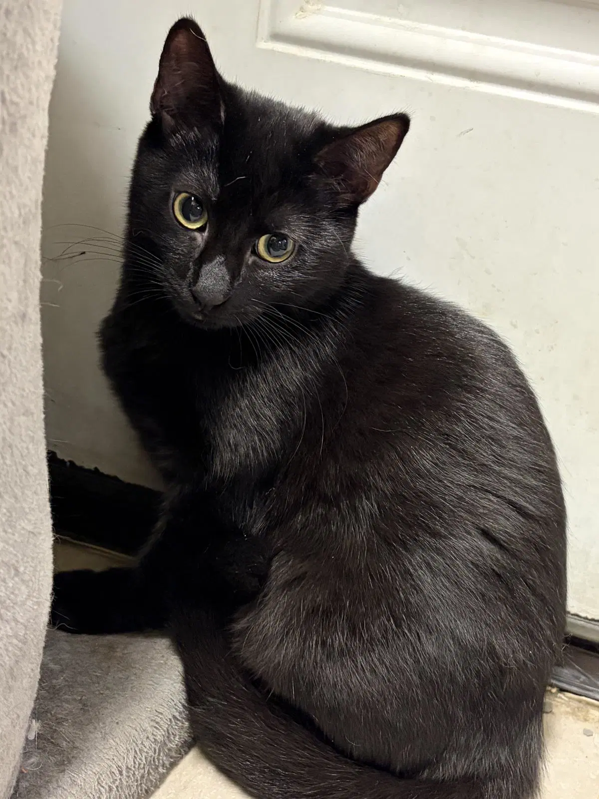 Ruby Tuesday - Domestic Short Hair