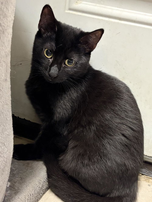 Ruby Tuesday, a cat for adoption from Mid Hudson Animal Aid