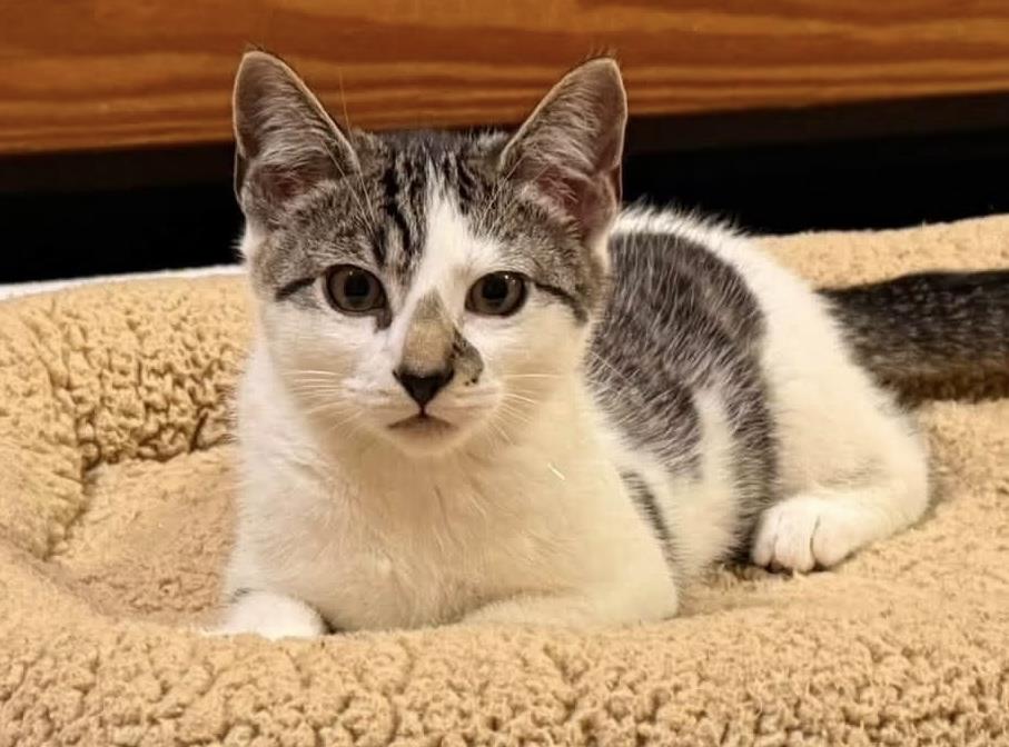 Dr.Stitzel, cat — photo 1 of 1