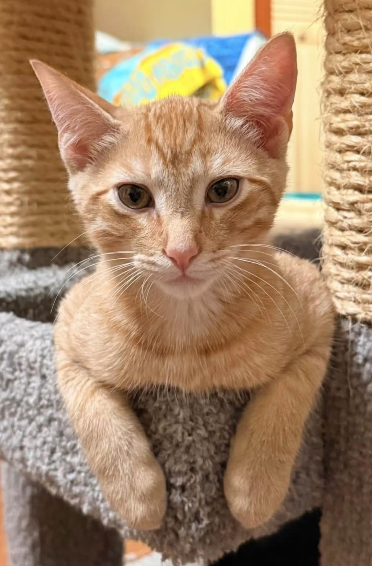 Dr.Morris, cat — photo 1 of 1