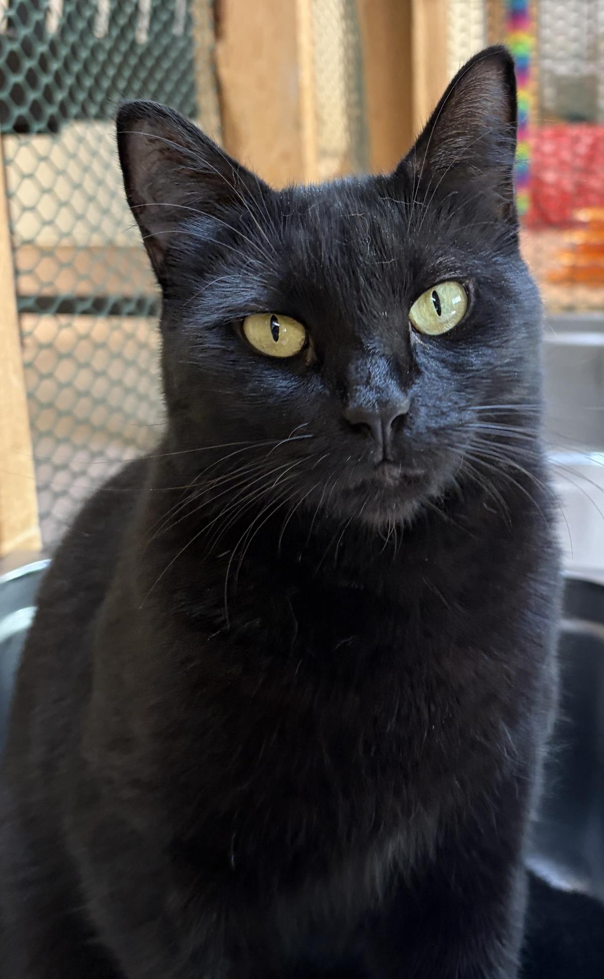 Nyx, cat — photo 1 of 1