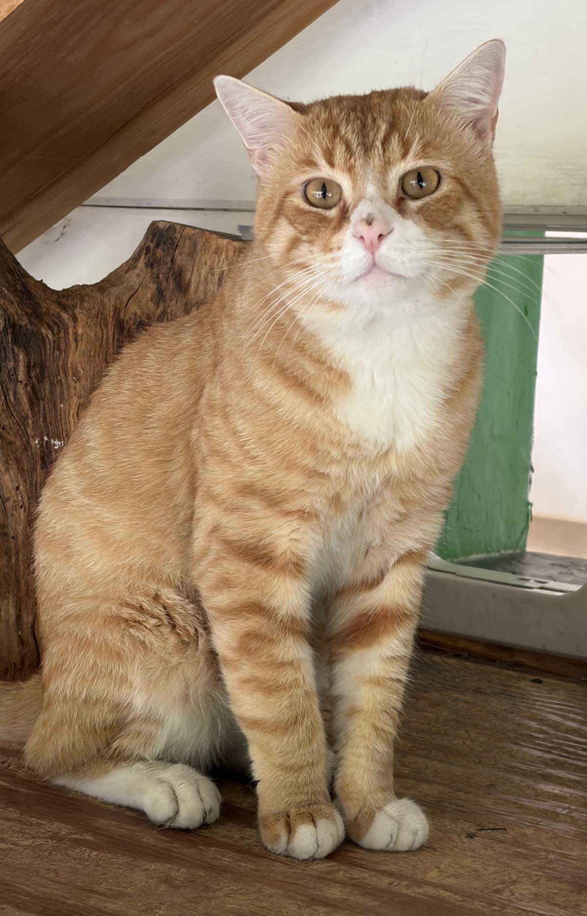 Mr.Mango, cat — photo 1 of 1