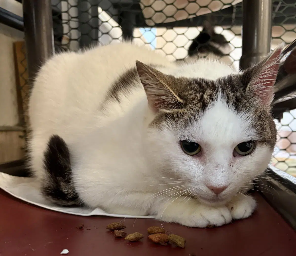 Nutmeg - Domestic Short Hair