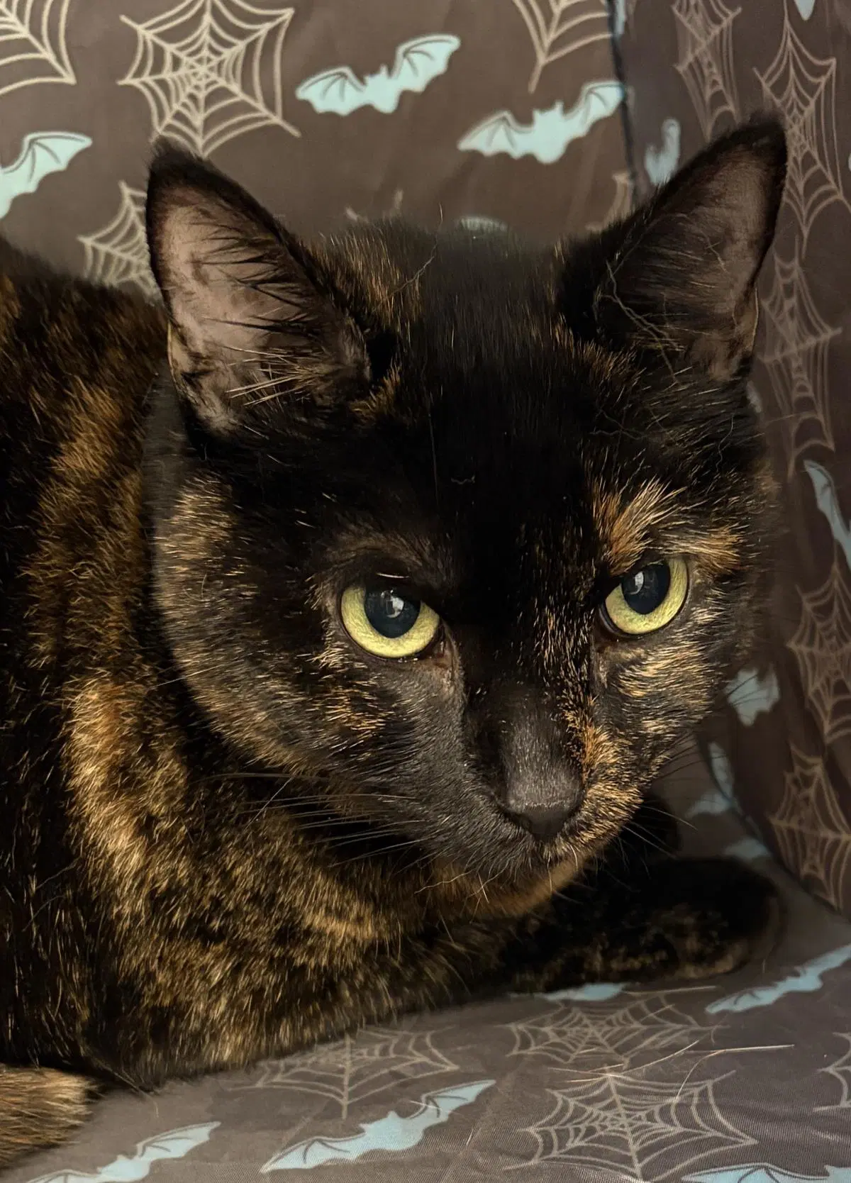 Bay - Domestic Short Hair