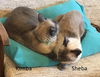 Sheba & Kimba