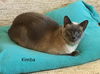 Sheba & Kimba