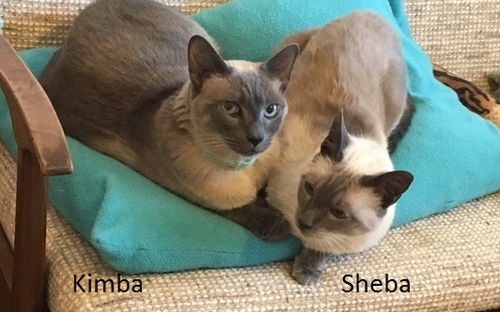 Sheba & Kimba