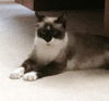 Mitzi
