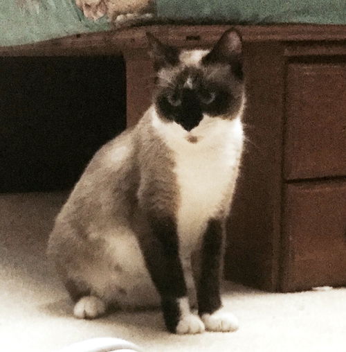 Mitzi