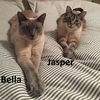 Bella & Jasper