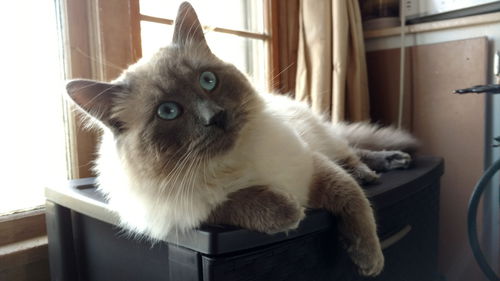 Mr. Bumbles