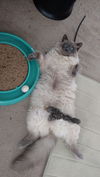 Mr. Bumbles