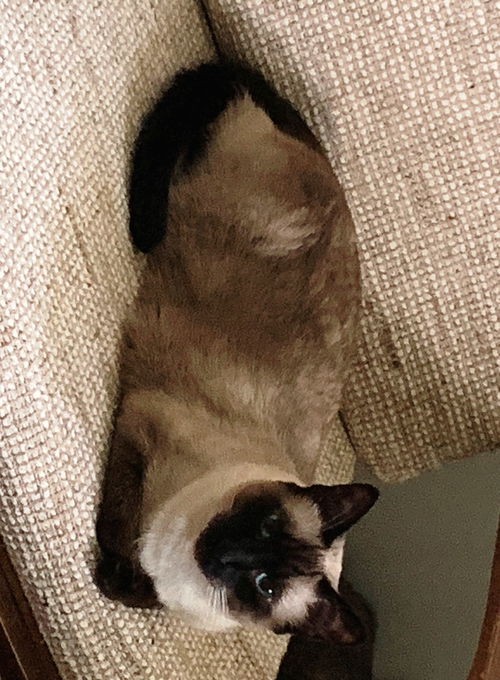Mya