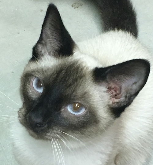 Simon
