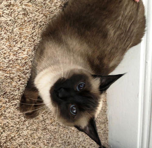 Mya