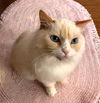 Sophie