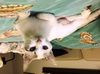Sheba