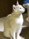 Sheba