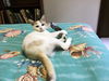 Sheba