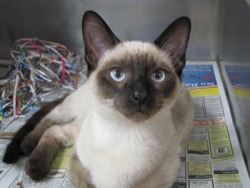 Simon