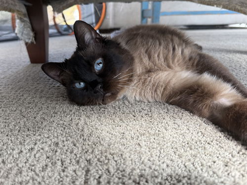 Neemo