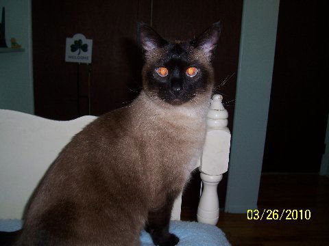 Molly