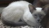 Minou