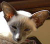 Minou