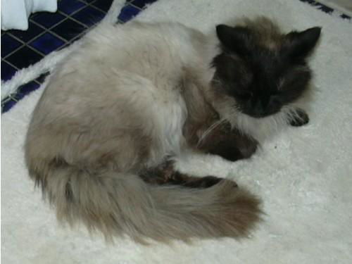 Mishka