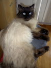Mishka