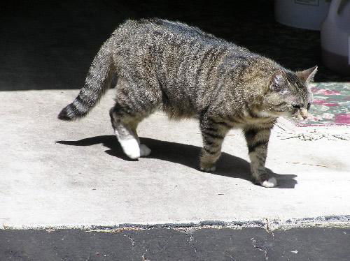 Miss Kitty