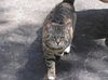 Miss Kitty
