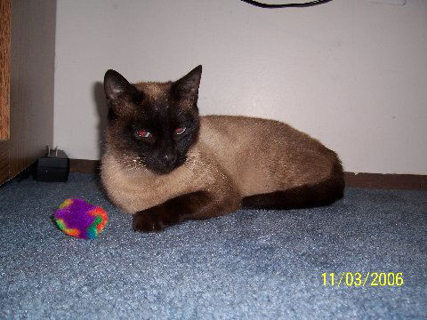 Mocha II