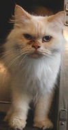 Morris