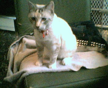 Phoebe